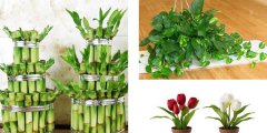利用花卉植物凈化室內(nèi)環(huán)境應(yīng)注意哪些事項(xiàng)呢？