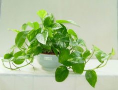 佛山三水順德新房去甲醛的技巧有哪些？
